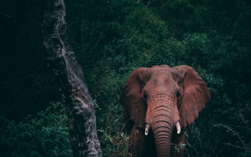 Bandhavgarh National Park
