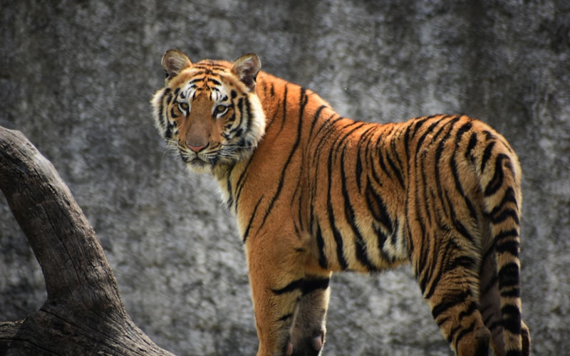 Panna National Park